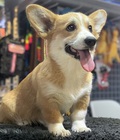 Hình ảnh: bán chó corgi nhập khẩu