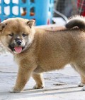 Hình ảnh: Bán chó shiba inu cực dễ thương tháng5 