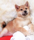 Hình ảnh: bán đàn shiba inu cực kì dễ  thương