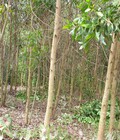 Hình ảnh: Bán đất huyện Tân phú Đồng nai