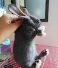 Hình ảnh: Tìm chủ mới cho 2 bé thỏ 2 tháng tuổi