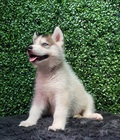Hình ảnh: Chó Husky Dogily Petshop  chất lượng  thành phố Hồ chí minh