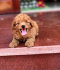 Hình ảnh: Bán chó cảnh poodle giá rẻ 