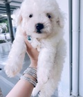 Hình ảnh: Bán chó Bichon giá rẻ và thuần chủng