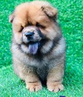 Hình ảnh: Bán chó Chow Chow tại Hà Nội và TP Hồ Chí Minh