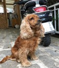 Hình ảnh: Gía bán của chó cocker spaniel tại  Dogily Petshop 