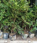 Hình ảnh: Cách trồng cây nho thân gỗ