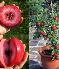 Hình ảnh: Cung cấp cây giống táo vỏ đỏ ruột đỏ nhập khẩu chuẩn, uy tín