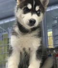 Hình ảnh: Bán chó Husky thuần chủng Dogily Petshop 