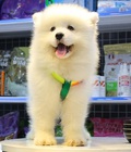 Hình ảnh: Chó Samoyed giá rẻ thuần chủng tại Dogily Petshop