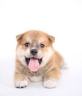 Hình ảnh: Bán chó Akita thuần chủng cách chăm sóc Akita tốt