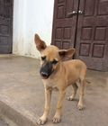 Hình ảnh: Cần bán chó Phú quốc 2,5 tháng tuổi giới tính cái