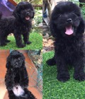 Hình ảnh: Poodle lai Nhật gía mềm