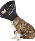 Hình ảnh: Vòng chống liếm Comfy Cone giúp thú cưng thoải mái