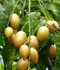 Hình ảnh: Cung cấp cây giống quất hồng bì chuẩn, uy tín, chất lượng