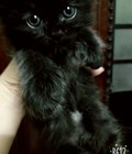 Hình ảnh: Mèo anh lông dài thuần chủng đen tuyền đáng yêu