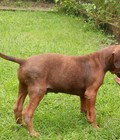 Hình ảnh: Bán chó con lai 2 giòng thuần chủng Rott và Phú Quốc Thái