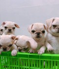 Hình ảnh: Bán 2 bầy pug con 2.5 tháng tuổ
