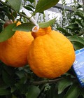 Hình ảnh: Cung cấp cây giống cam Dekopon, cam sumo, cam Nhật chuẩn