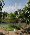 Hình ảnh: Đất vườn mặt tiền đường nhựa Binh thuận Phan thiết giá rẻ