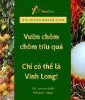 Hình ảnh: Vườn chôm chôm trĩu quả chỉ có thể là vĩnh long