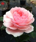 Hình ảnh: Bán các giống hoa hồng uy tín tại vườn hồng Thăng Long