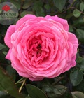 Hình ảnh: Hoa hồng ngoại được ưa chuộng nhất