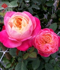 Hình ảnh: Hoa hồng ngoại Dream Light- Bông hồng đẹp, sai hoa bất chấp 