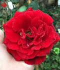 Hình ảnh: Hoa hồng cổ