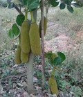 Hình ảnh: Giống cây mít trái dài 