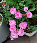 Hình ảnh: Hoa hồng ngoại Vineyard Song