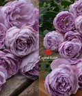 Hình ảnh: Hoa hồng ngoại Lapis Lazuli – Top 10 hoa hồng Nhật được yêu 