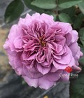 Hình ảnh: Hoa hồng ngoại Lavender Crystal rose – Hoa hồng ngoại màu tí