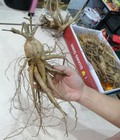Hình ảnh: Nhân sâm Bố Chính trồng ở Quảng Bình cho dược tính cao, rễ và củ sâm đep