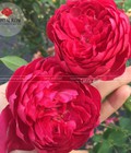 Hình ảnh: Hoa hồng Autumn Rouge – Giống hồng đẳng cấp cho giới nghiện 