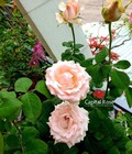 Hình ảnh: Hoa hồng cổ bách hợp – Nữ hoàng Sa Đéc