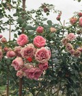 Hình ảnh: Hoa hồng ngoại Pomponella rose – Sắc hồng cánh sen đẹp mê đắ