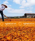 Hình ảnh: Nhận hợp đồng cung ứng nghệ khô thái lát