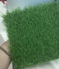 Hình ảnh: Cỏ Sân vường 03