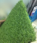 Hình ảnh: Cỏ Sân vường 05