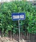 Hình ảnh: Bán giống cây chanh đào 