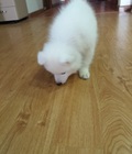 Hình ảnh: Chó Samoyed tuyết thuần chủng