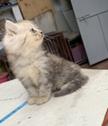 Hình ảnh: Tìm chủ yêu thương em mèo ADL xám blue golden 2 tháng tuổi