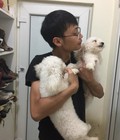 Hình ảnh: Cạo lông máu cho chó poodle tại Hà nội