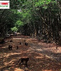 Hình ảnh: Tour Dần Xây Đảo Khỉ