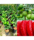 Hình ảnh: Bán giống bưởi Ruby ruột đỏ,