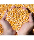 Hình ảnh: Bắp hạt - Nguyên liệu sản xuất thức ăn chăn nuôi 