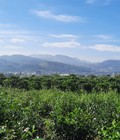 Hình ảnh: Khu nghỉ dưỡng 3400m2 , view đỉnh núi nhìn ra QL 20, Cách trung tâm Bảo Lộc 6km