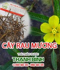 Hình ảnh: Công dụng cây rau mương