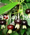 Hình ảnh: Giống cây cherry brazil